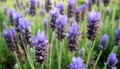 Il prezzo della lavanda